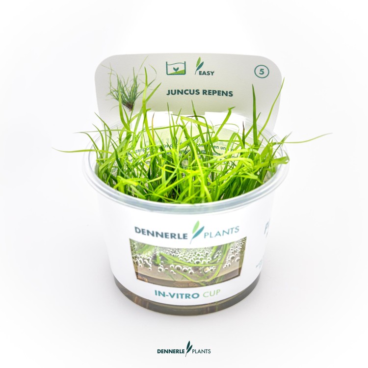 Dennerle Juncus repens In-Vitro - imagine 5
